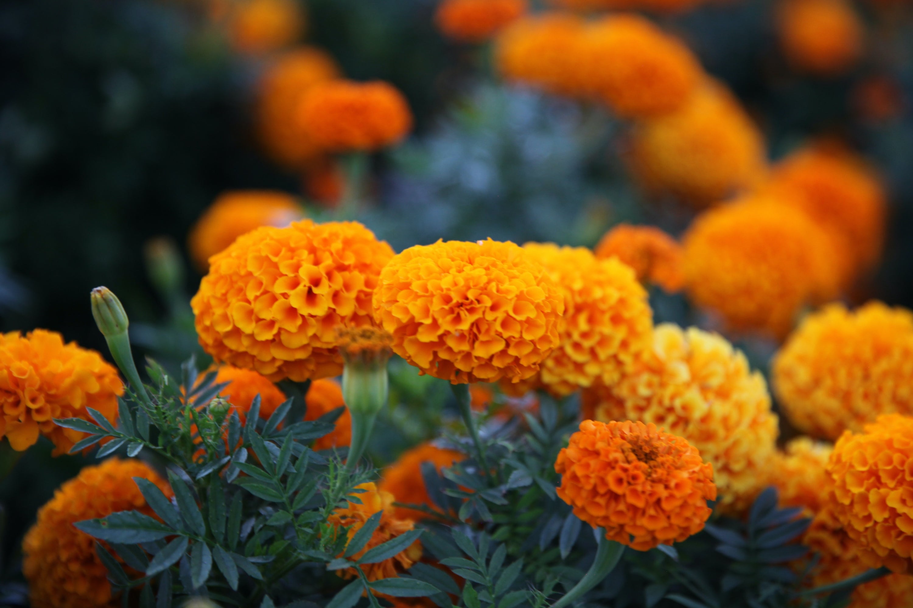 Kleine Ölkunde Teil 5: Ringelblumenöl