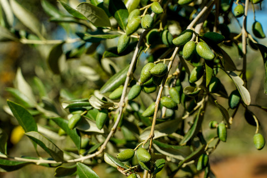 Kleine Ölkunde Teil 6 und 7: Olivenöl und Squalan
