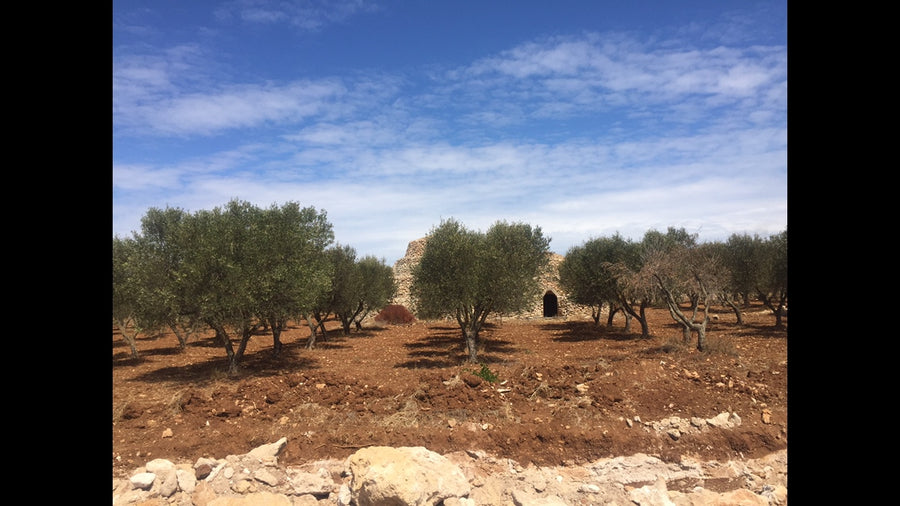 Olivenhain der Familie Quodt in Apulien